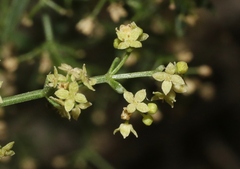 Galium coloradoense