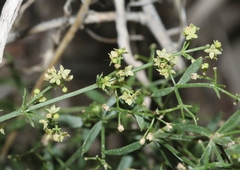 Galium coloradoense
