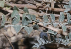 Astragalus amphioxys