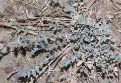 Astragalus amphioxys