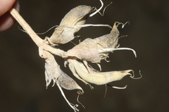 Astragalus amphioxys