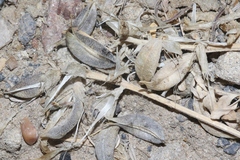 Astragalus amphioxys