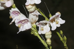 Penstemon palmeri