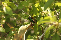 Plinthocoelium chilense