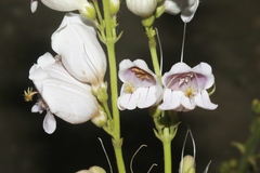 Penstemon palmeri