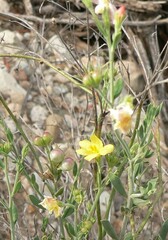 Menodora scabra