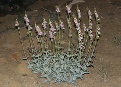 Penstemon palmeri