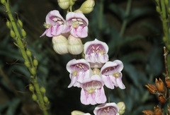 Penstemon palmeri