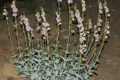 Penstemon palmeri