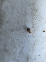 Dicyrtomidae