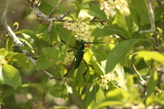 Plinthocoelium chilense