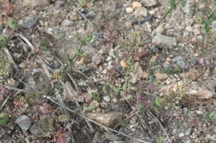 Lepidium perfoliatum