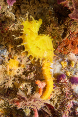 Hippocampus guttulatus