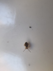 Dicyrtomidae
