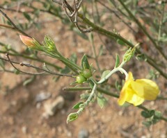Menodora scabra