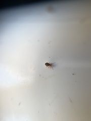 Dicyrtomidae