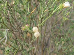 Menodora scabra