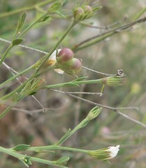 Menodora scabra