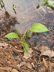 Sagittaria platyphylla