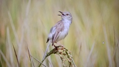 Prinia inornata