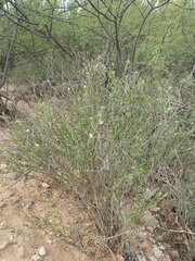 Menodora scabra