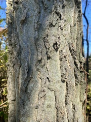 Celtis occidentalis