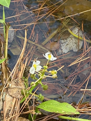 Sagittaria platyphylla