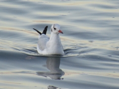 Chroicocephalus ridibundus