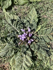 Mandragora autumnalis