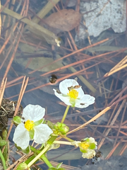 Sagittaria platyphylla