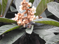 Syntomeida melanthus