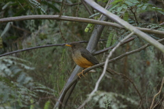 Turdus olivaceus