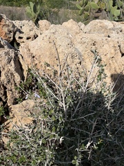 Teucrium fruticans