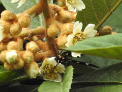 Syntomeida melanthus