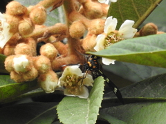 Syntomeida melanthus