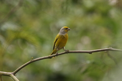 Serinus canicollis