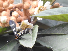 Syntomeida melanthus