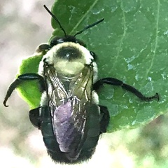 Xylocopa virginica texana