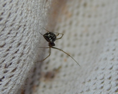 Microlinyphia sterilis