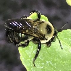 Xylocopa virginica texana