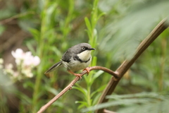 Apalis thoracica