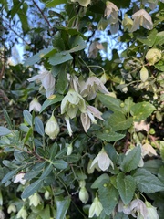 Clematis cirrhosa