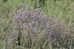 Limonium vulgare