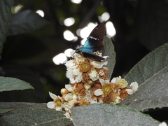 Astraptes fulgerator azul