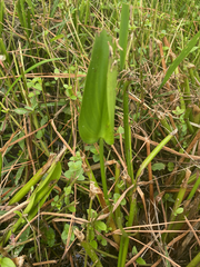 Pontederia cordata