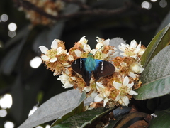 Astraptes fulgerator azul