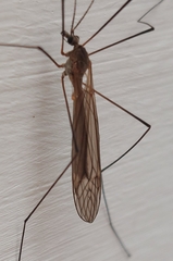 Tipulomorpha