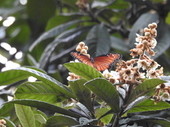 Danaus eresimus montezuma
