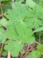 Geranium carolinianum