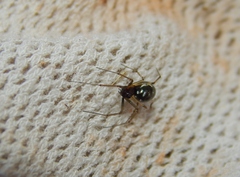 Microlinyphia sterilis